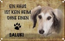 Blechschild 20x30 cm Saluki Hund ohne kein Heim Tier Haustier