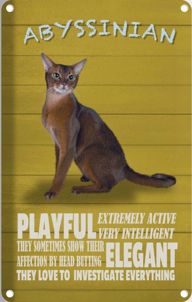 [LA-112668-1812] Blechschild 18x12 cm Abyssinian Katze playful elegant
