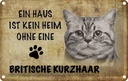 Blechschild 12x18 cm Britische Kurzhaar Katze Tier Haustier
