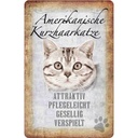 Blechschild 18x12 cm Americanische Katze Kurzhaar Tier Haustier