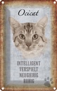 Blechschild 18x12 cm Ocicat Katze verspielt Tier Haustier