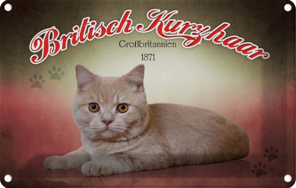 [LA-113782-1812] Blechschild 12x18 cm Katze British Kurzhaar Großbritanien Tier Haustier