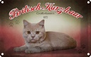 Blechschild 12x18 cm Katze British Kurzhaar Großbritanien Tier Haustier