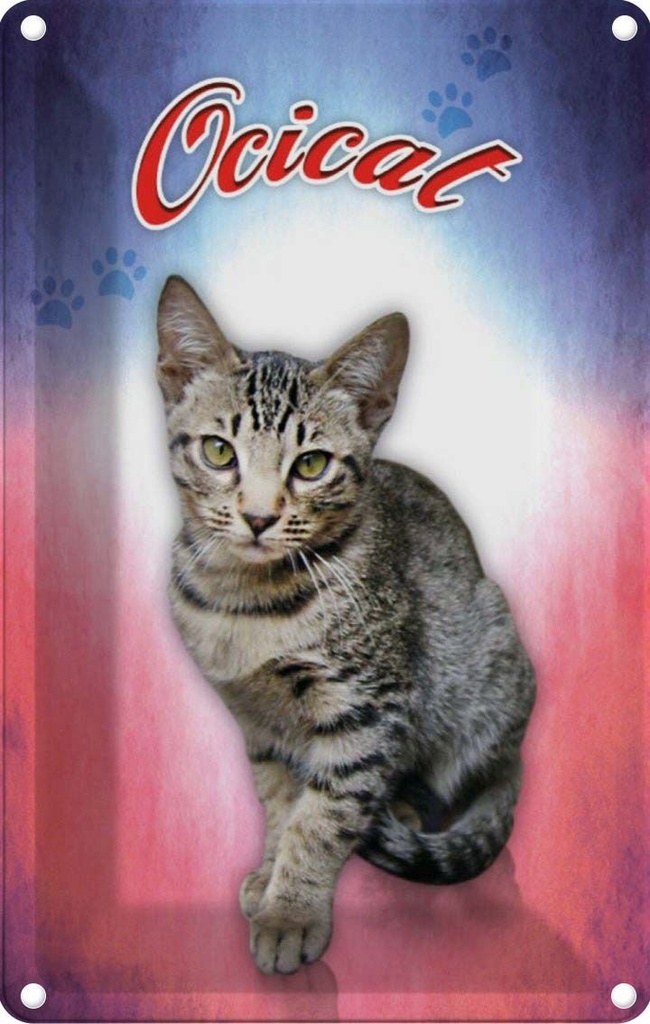 [LA-113786-1812] Blechschild 18x12 cm Katze Ocicat Tier Haustier