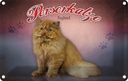 Blechschild 12x18 cm Katze Perserkatze England Tier Haustier