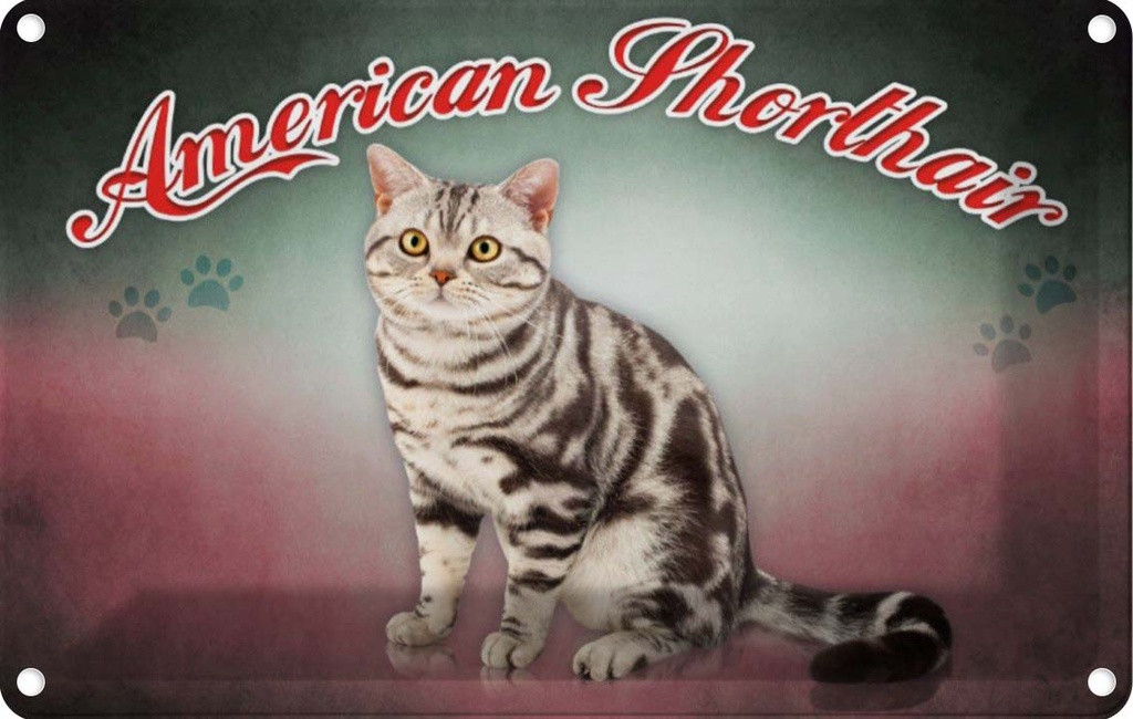 [LA-113778-2030] Blechschild 20x30 cm Katze American Shorthair Tier Haustier