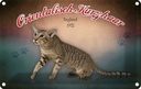 Blechschild 20x30 cm Katze Orientalisch Kurzhaar England Tier Haustier