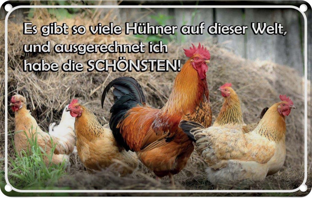 [LA-113815-2030] Blechschild 20x30 cm es gibt so viele Hühner und Tier Haustier