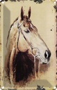 Blechschild 18x12 cm Retro Portrait Pferd Kopf Bildmotiv