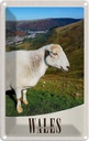 Blechschild 18x12 cm Wales United Kingdom Schaf Wiese Bildmotiv Reisemotiv Abenteuer Reisen Urlaub