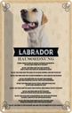 Blechschild 18x12 cm Tiere Labrador Hausordnung Hunde Hund