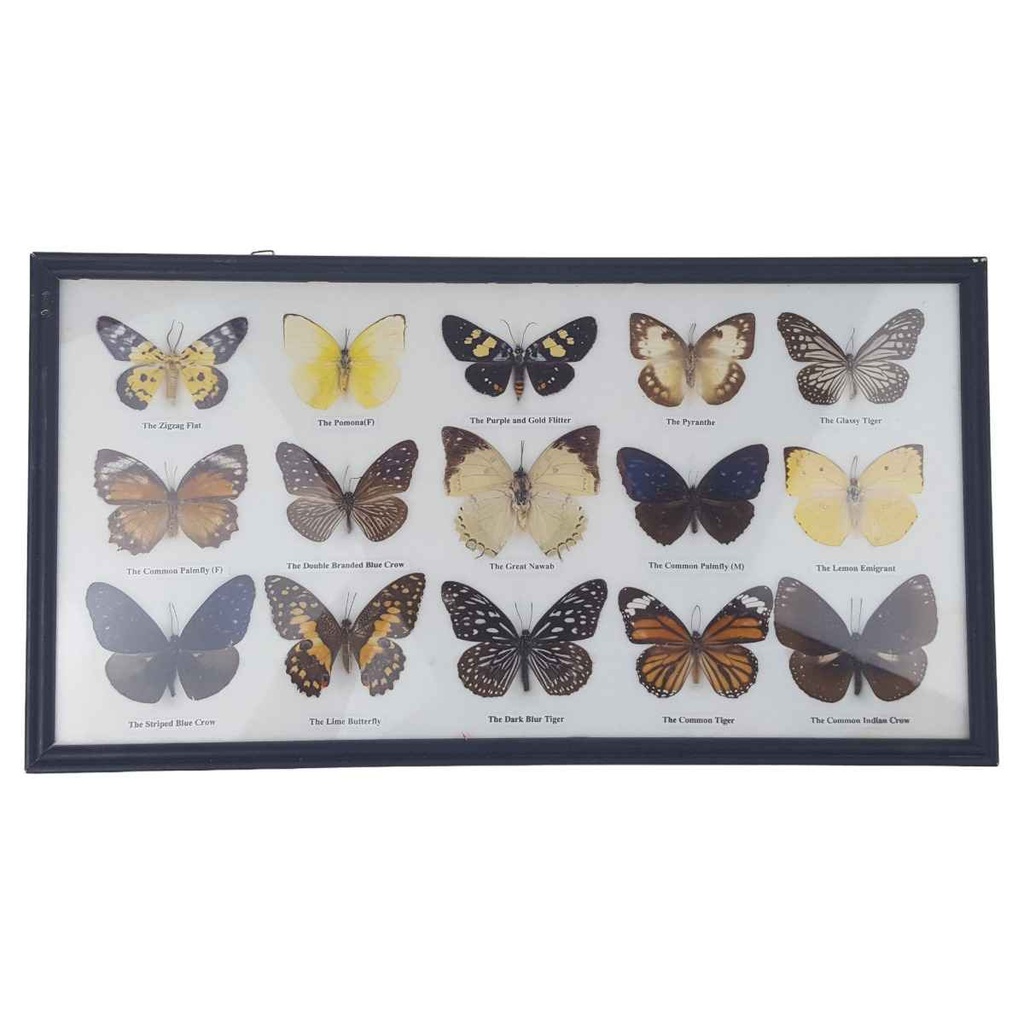 [1780537] 12 Schmetterlinge im Rahmen Sammlung Deko Insects & Butterflies