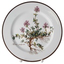Kuchenteller Dessertteller 21 cm Villeroy & Boch Botanica